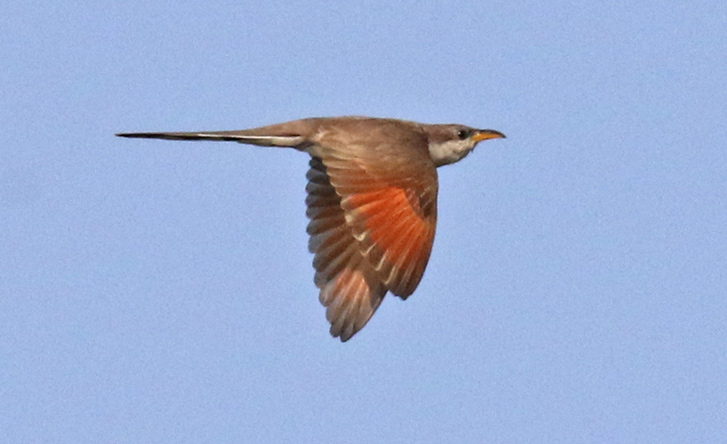 Yellow-billed Cuckoo (in flight)