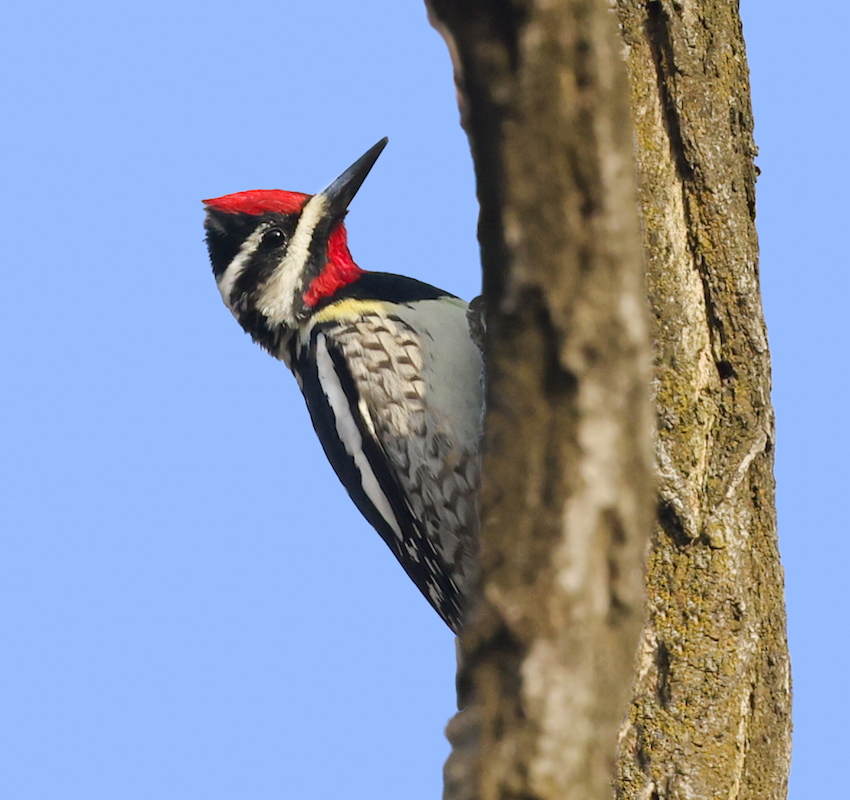 Yellow-bellied Sapsucker (adult male)