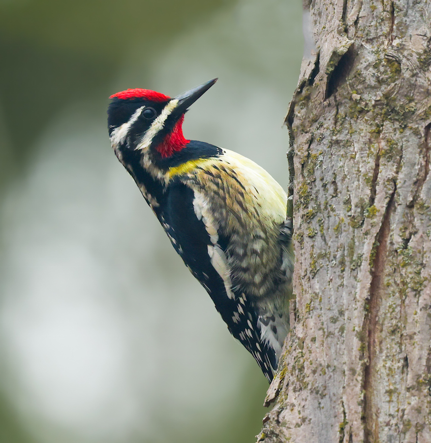 Yellow-bellied Sapsucker (adult male)