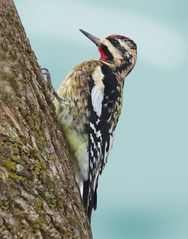 Yellow-bellied Sapsucker (adult male) photo #5