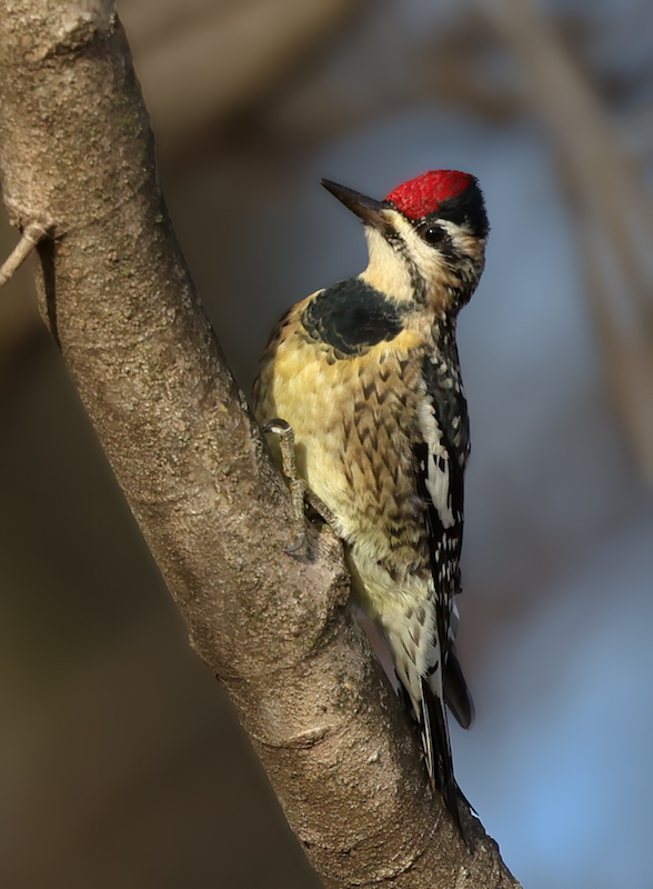 Yellow-bellied Sapsucker photo #1