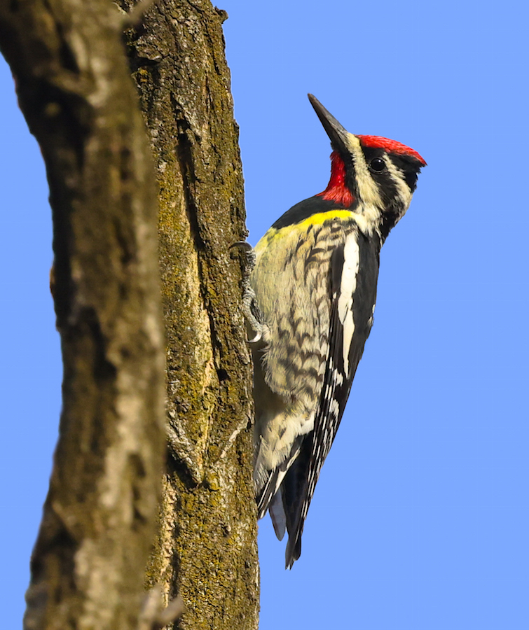 Yellow-bellied Sapsucker (adult male)