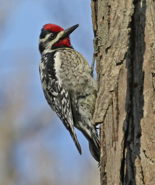 Yellow-bellied Sapsucker (adult male) photo #4