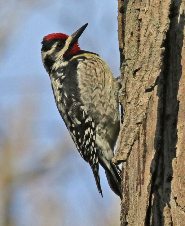 Yellow-bellied Sapsucker (adult male) photo #3