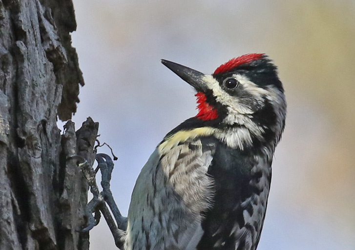 Yellow-bellied Sapsucker (adult male) photo #2