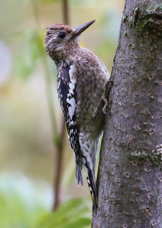 Yellow-bellied Sapsucker (immature)