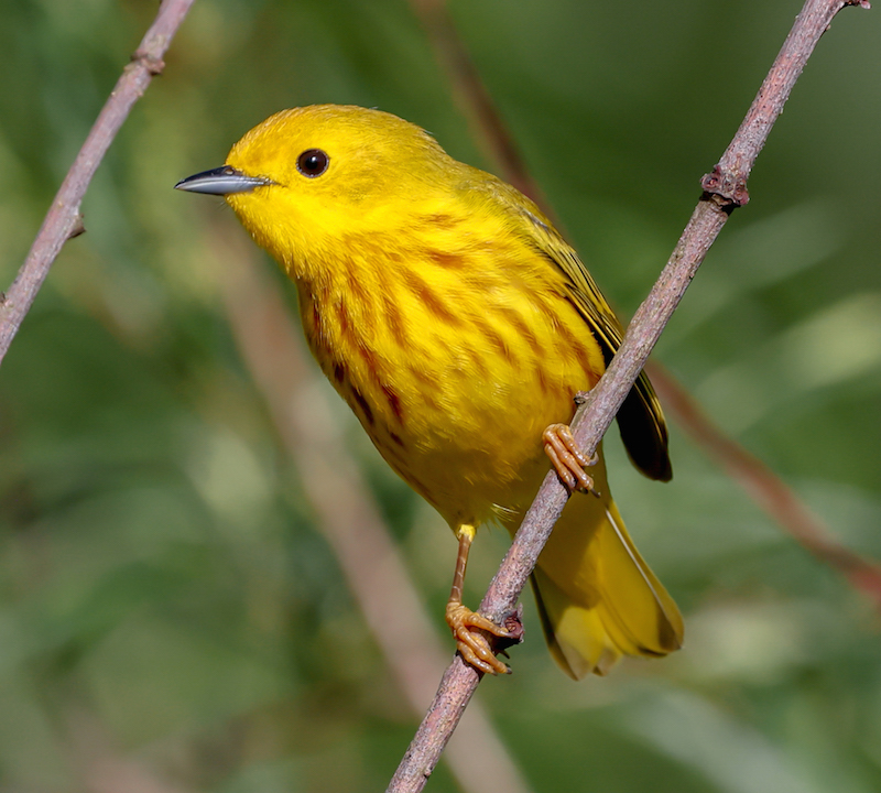 Yellow Warbler