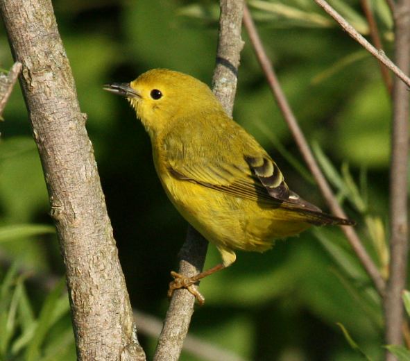 Yellow Warbler (spring adult female) 