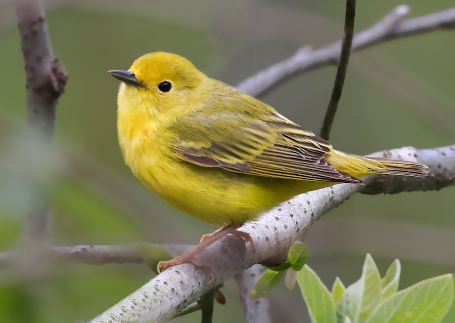 Yellow Warbler (spring adult female) 