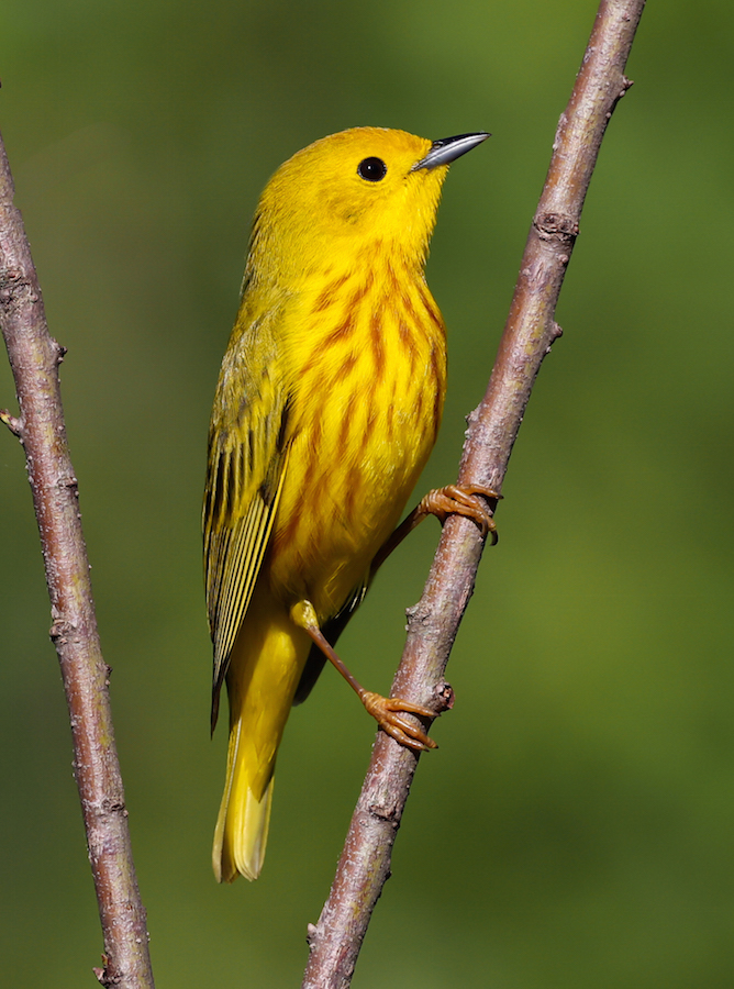 Yellow Warbler