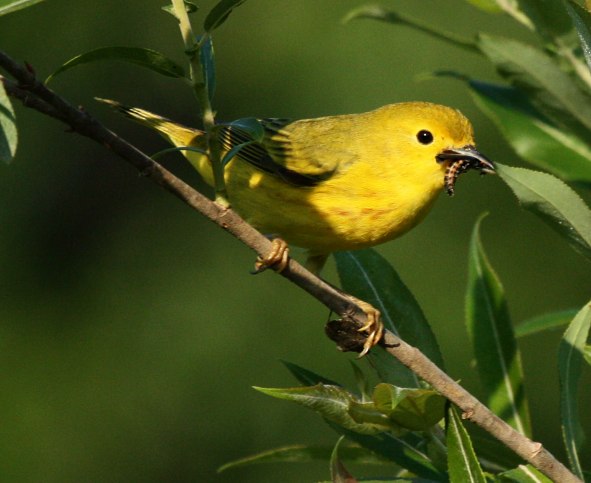 Yellow Warbler (spring adult female) 