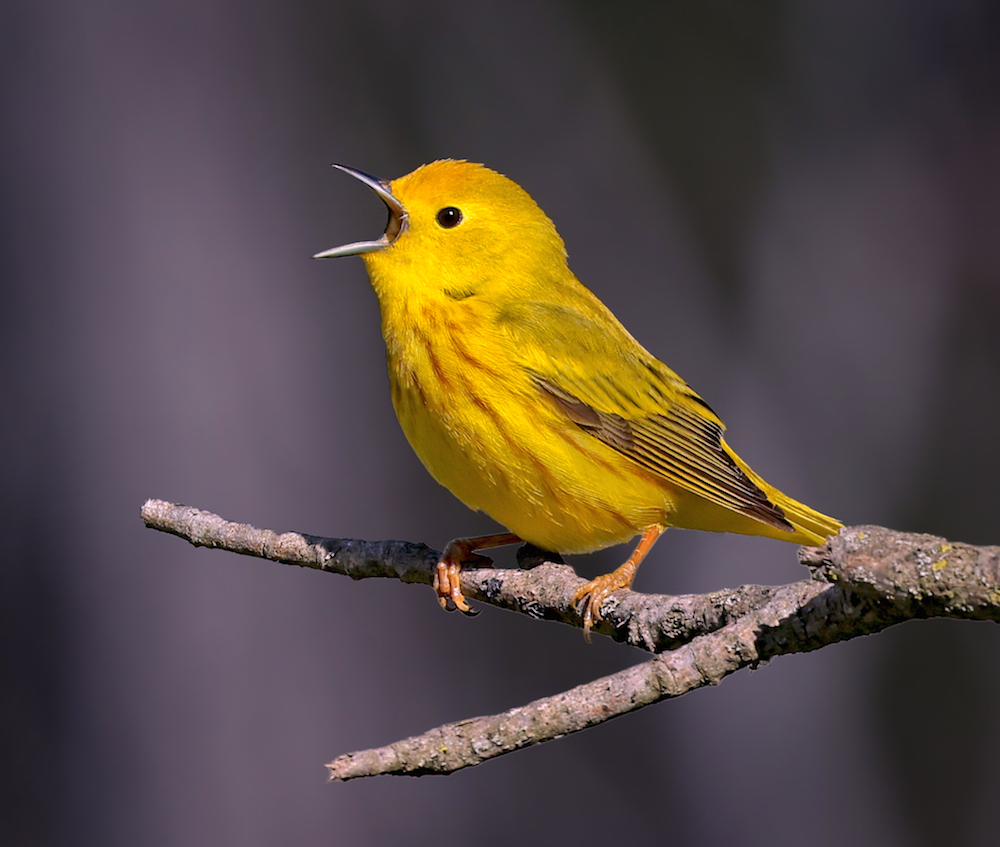 Yellow Warbler