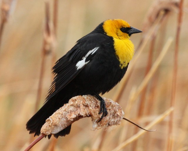 Yellow-headed Blackbird photo #1