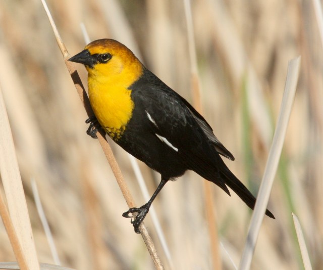 Yellow-headed Blackbird photo #3