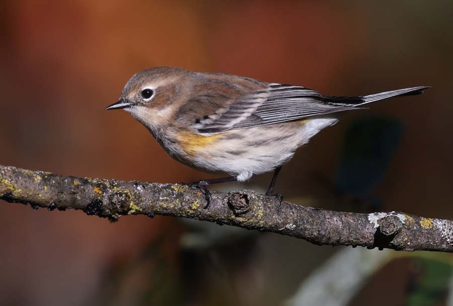 Yellow-rumped Warbler