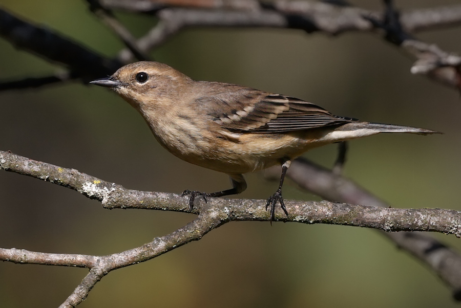 Yellow-rumped Warbler (juvenile) photo #1