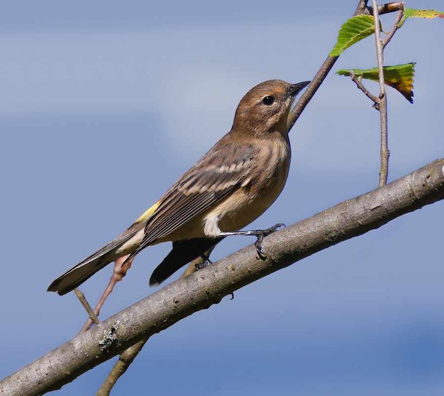Yellow-rumped Warbler (juvenile) photo #2