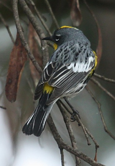 Yellow-rumped Warbler photo #3