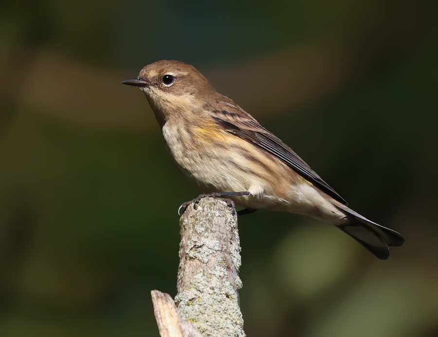 Yellow-rumped Warbler photo #2