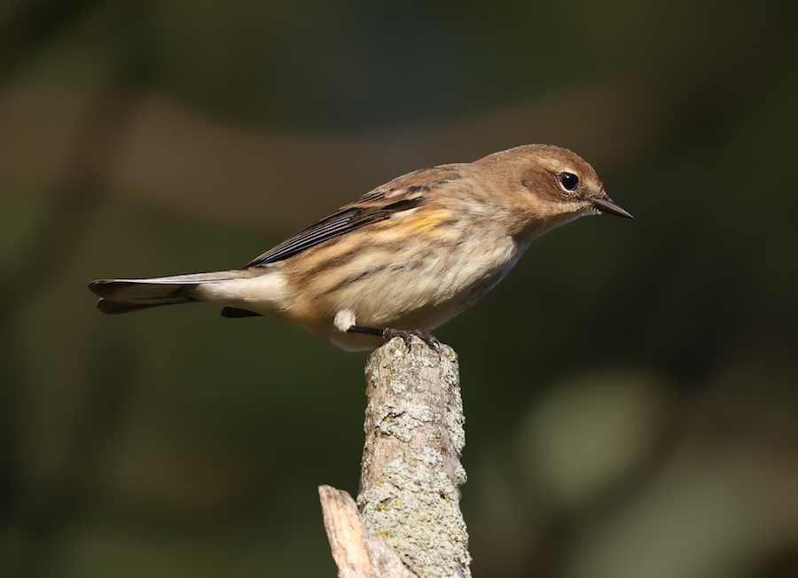Yellow-rumped Warbler photo #3