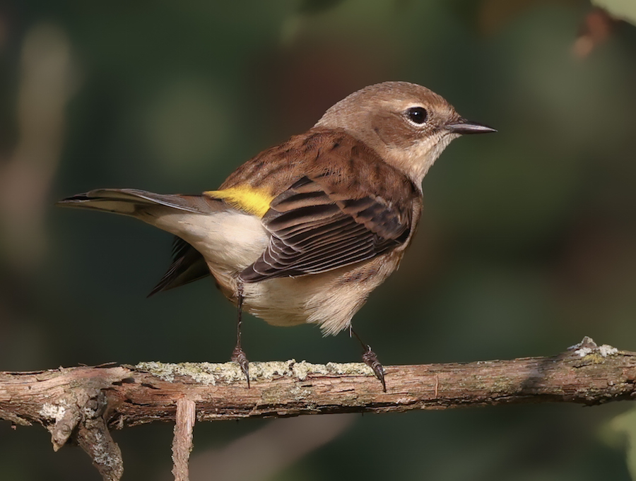 Yellow-rumped Warbler photo #1