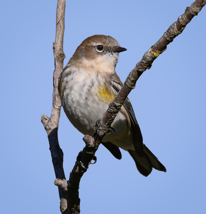 Yellow-rumped Warbler photo #9