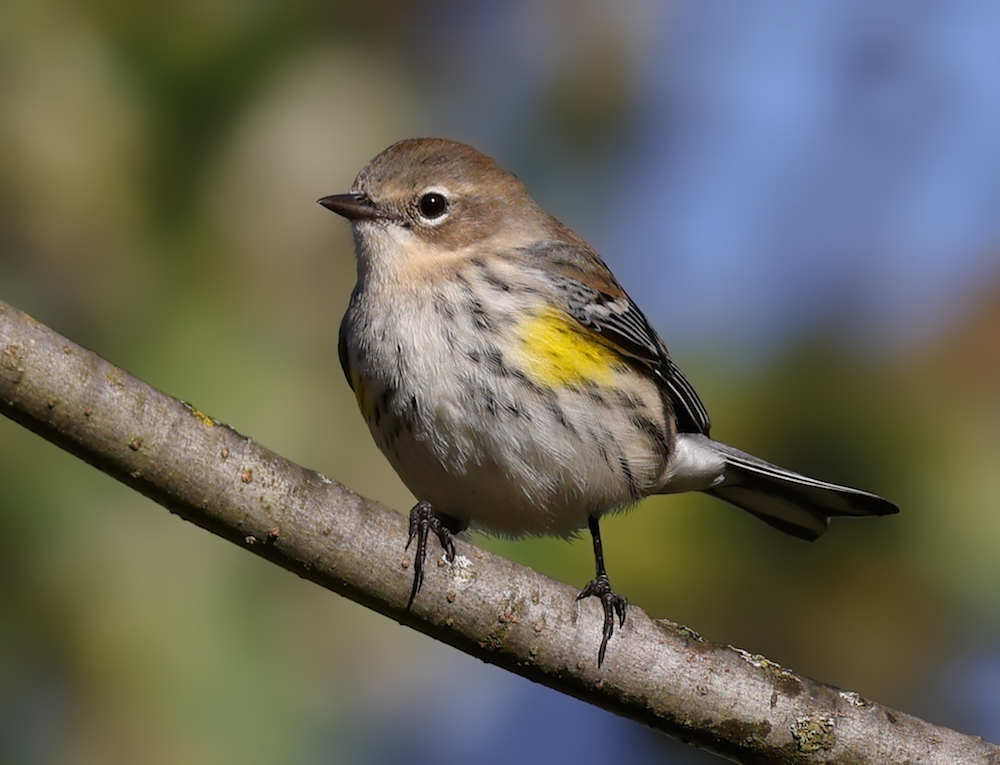Yellow-rumped Warbler photo #10