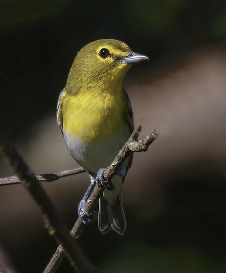 Yellow-throated Vireo