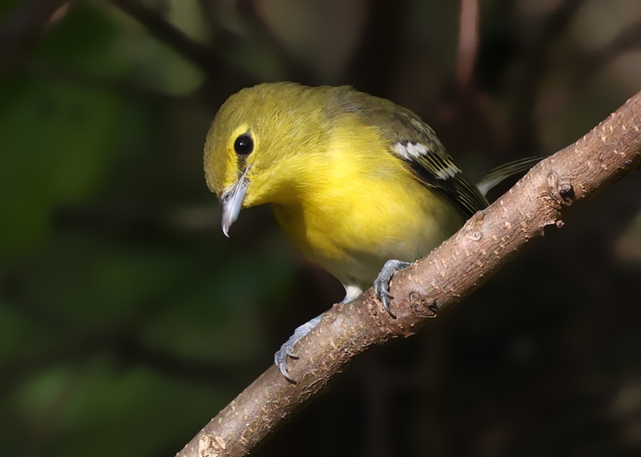 Yellow-throated Vireo