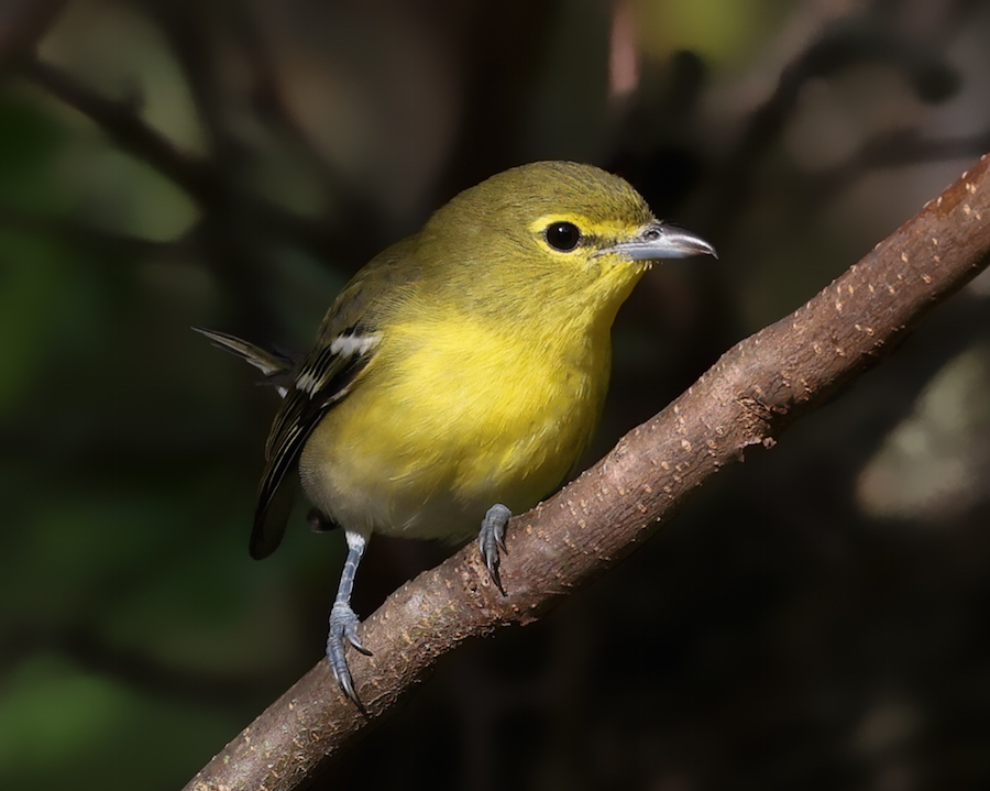 Yellow-throated Vireo