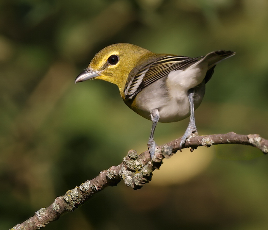 Yellow-throated Vireo photo 4