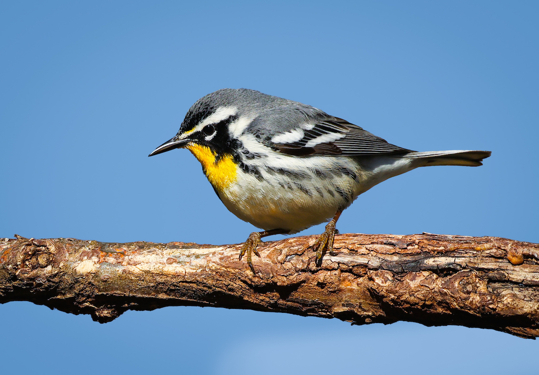 Yellow-throated Warbler photo #6
