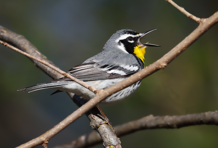 Yellow-throated Warbler photo #7