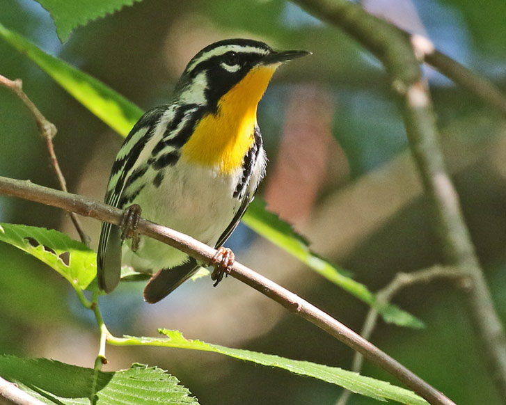Yellow-throated Warbler photo #2