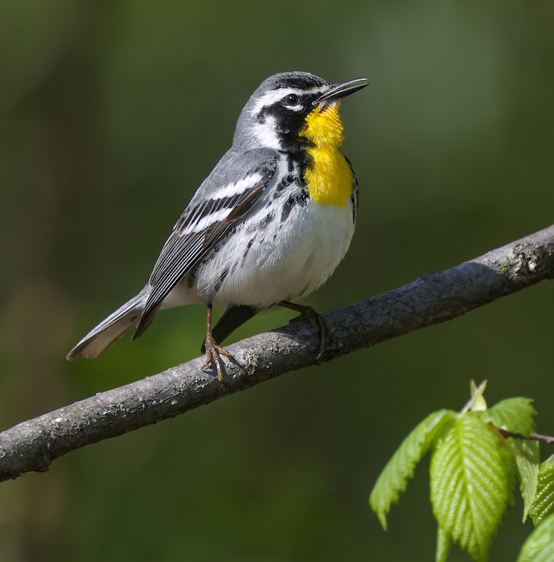 Yellow-throated Warbler photo #1