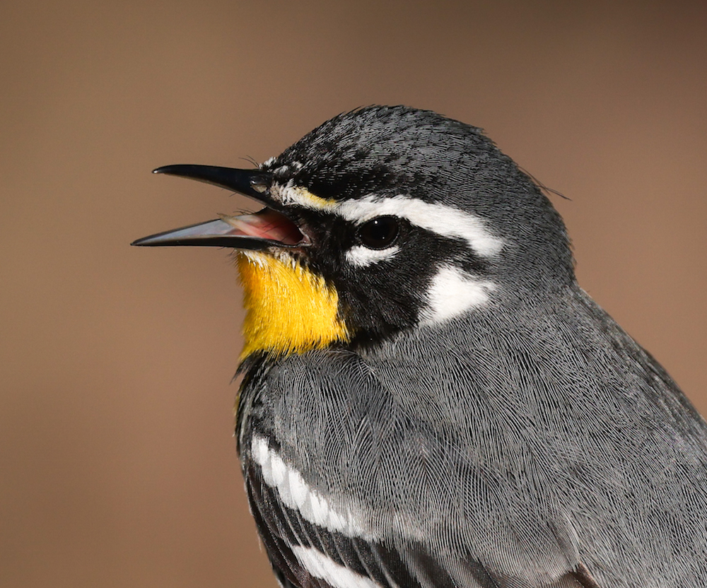 Yellow-throated Warbler photo #5