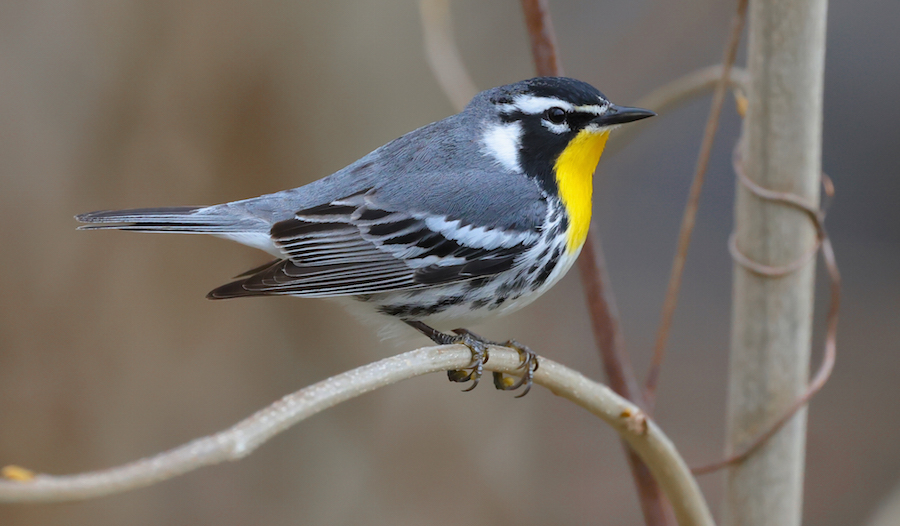 Yellow-throated Warbler photo #2
