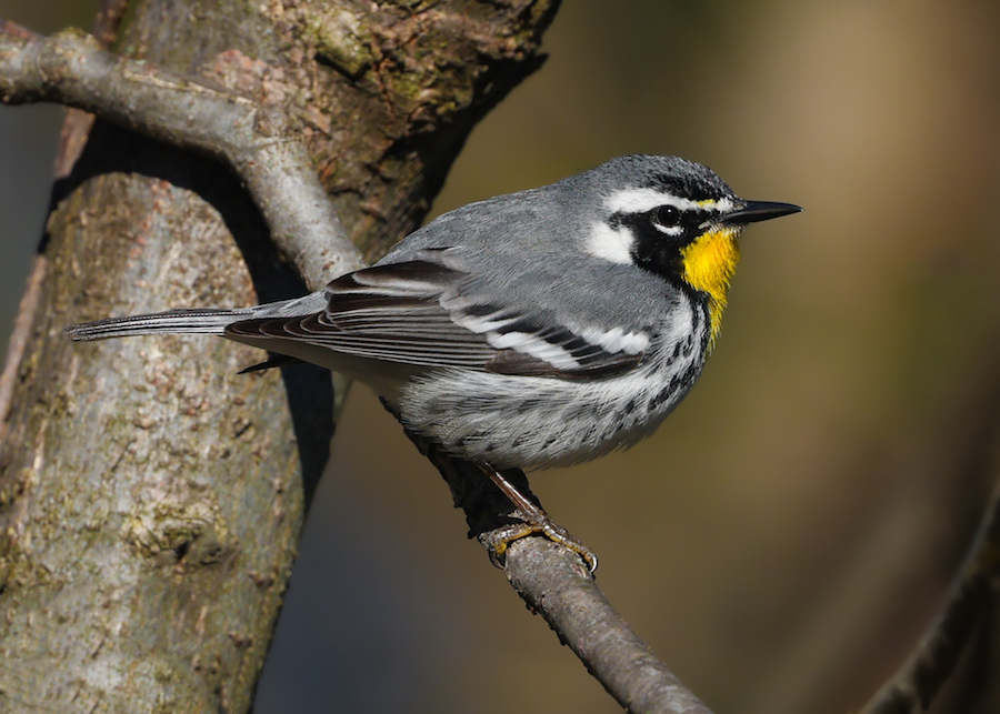 Yellow-throated Warbler photo #9