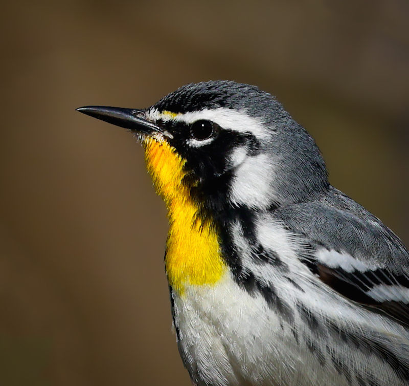 Yellow-throated Warbler photo #10