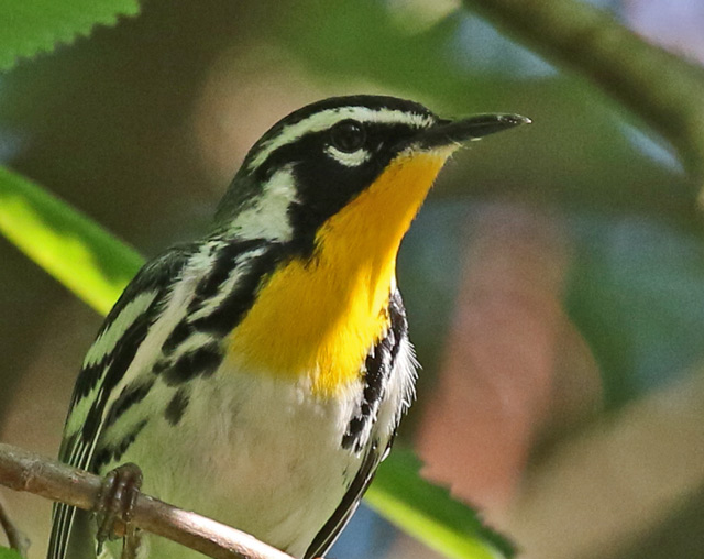Yellow-throated Warbler photo #3
