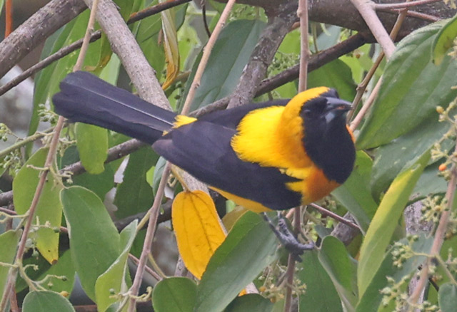 Yellow-backed Oriole