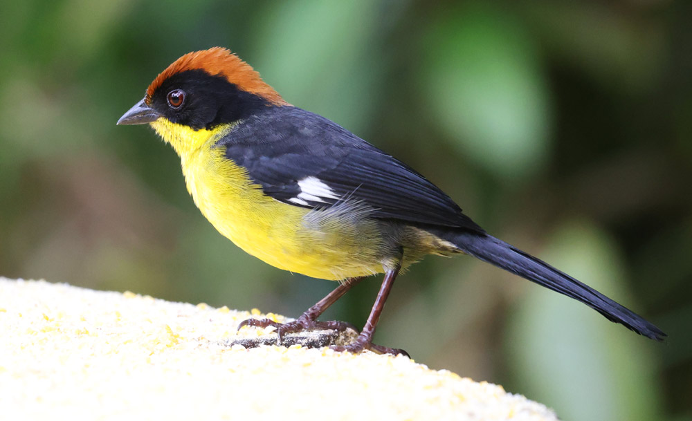Yellow-breasted Brush-finch