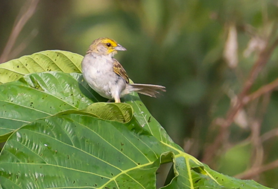Yellow-browed Sparrow