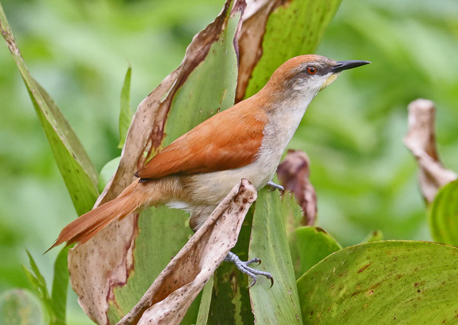 Yellow-chinned Spinetail