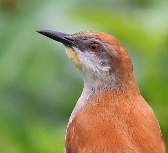 Yellow-chinned Spinetail