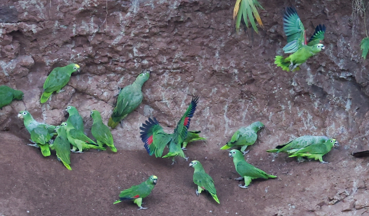 Yellow-crowned Amazon