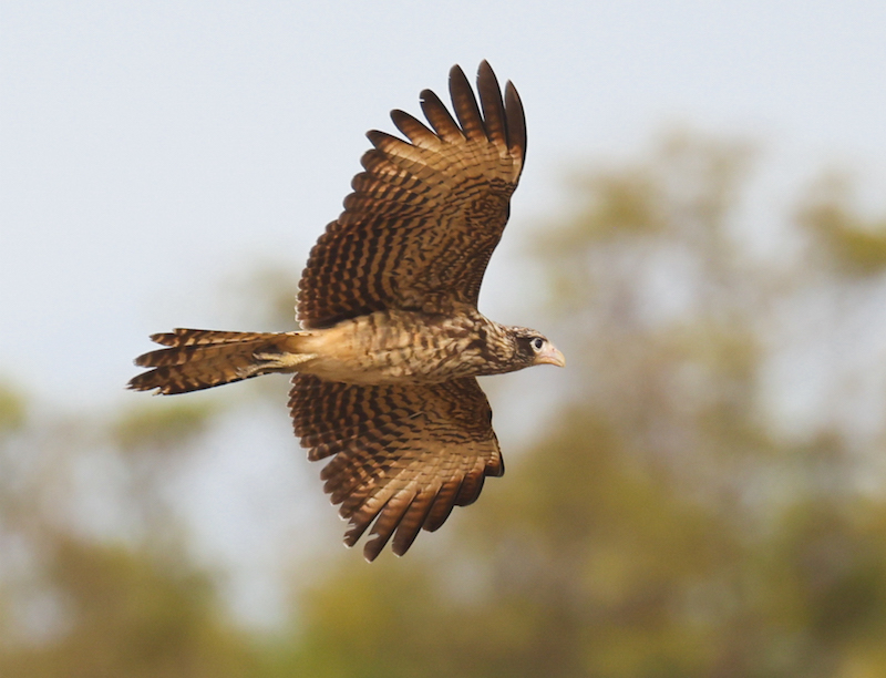 Greater Yellow-headed Vulture