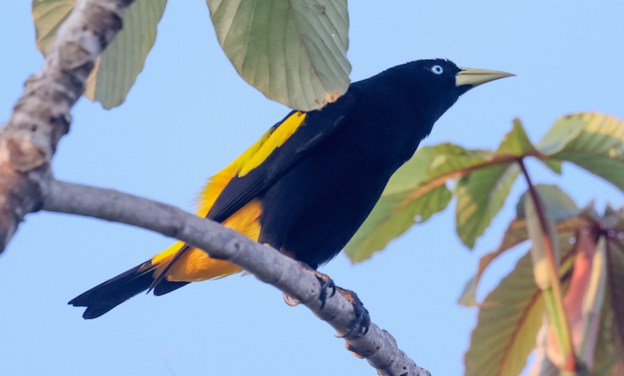 Yellow-rumped Cacique