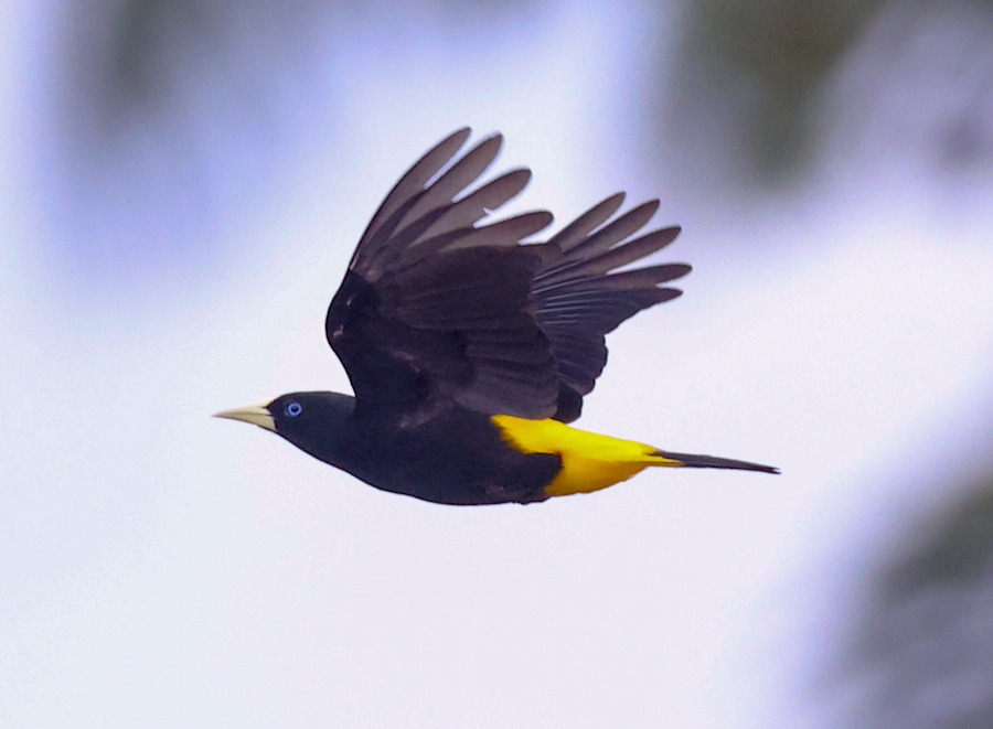 Yellow-rumped Cacique