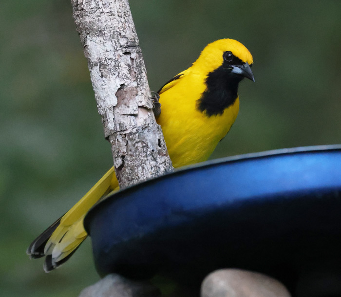 Yellow-tailed Oriole